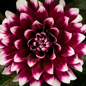 Hinoki Dahlia